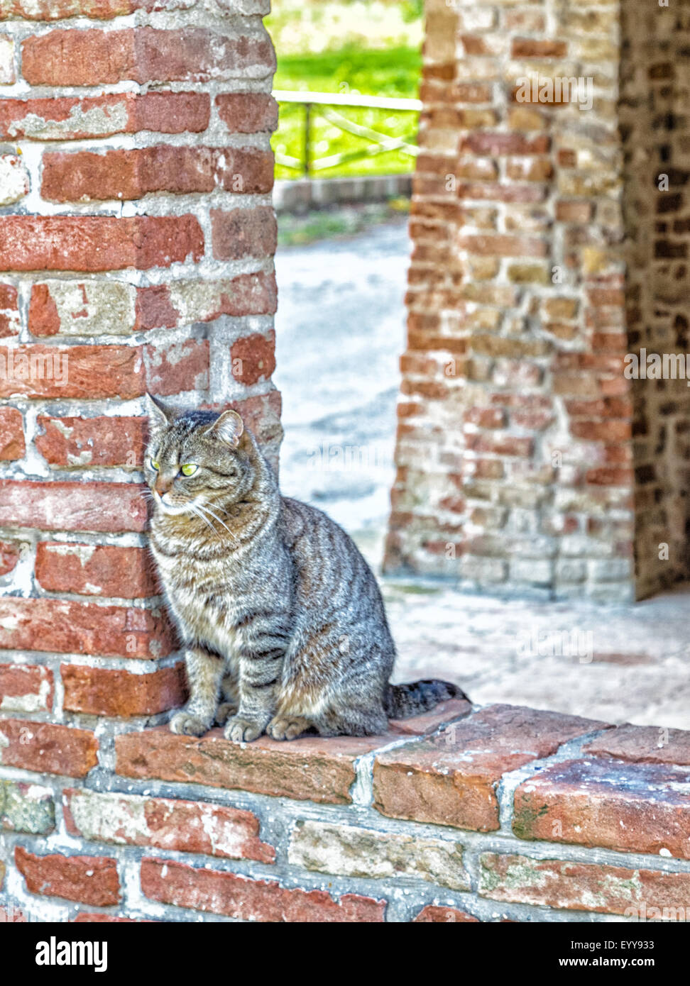 tabby cat on the edge of a window in a brick wall in an old mill in ...