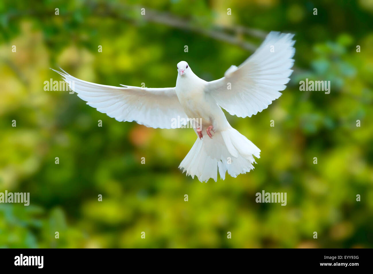 Fantail Pigeon Columba Livia F Domestica In Flight Germany North Rhine Westphalia Stock Photo Alamy