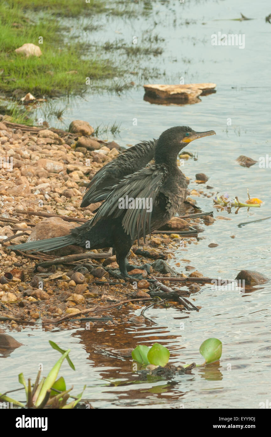 Phalacrocorax brasilianus, Neo-tropic Cormorant, Transpantaneria Highway, Pantanal, Brazil Stock Photo