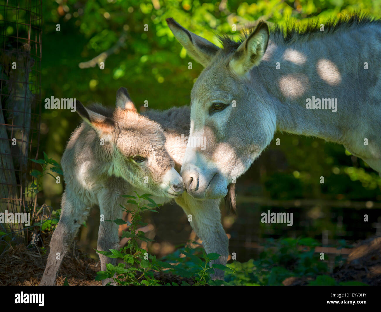 Domestic donkey (Equus asinus asinus), mare with foal in outdoor enclosure, Germany, North Rhine-Westphalia Stock Photo