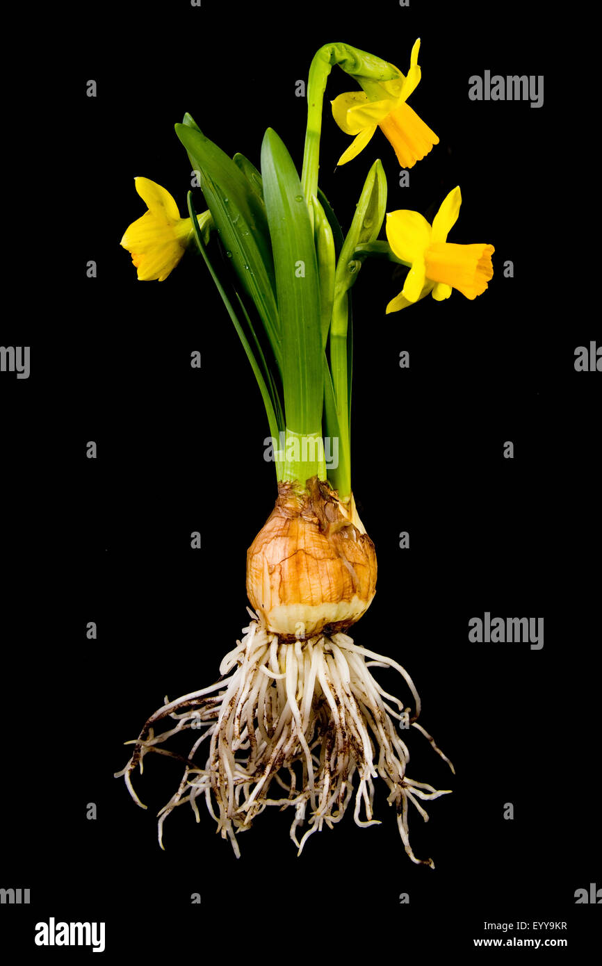 daffodil (Narcissus spec.), bulbous with roots and flowers Stock Photo