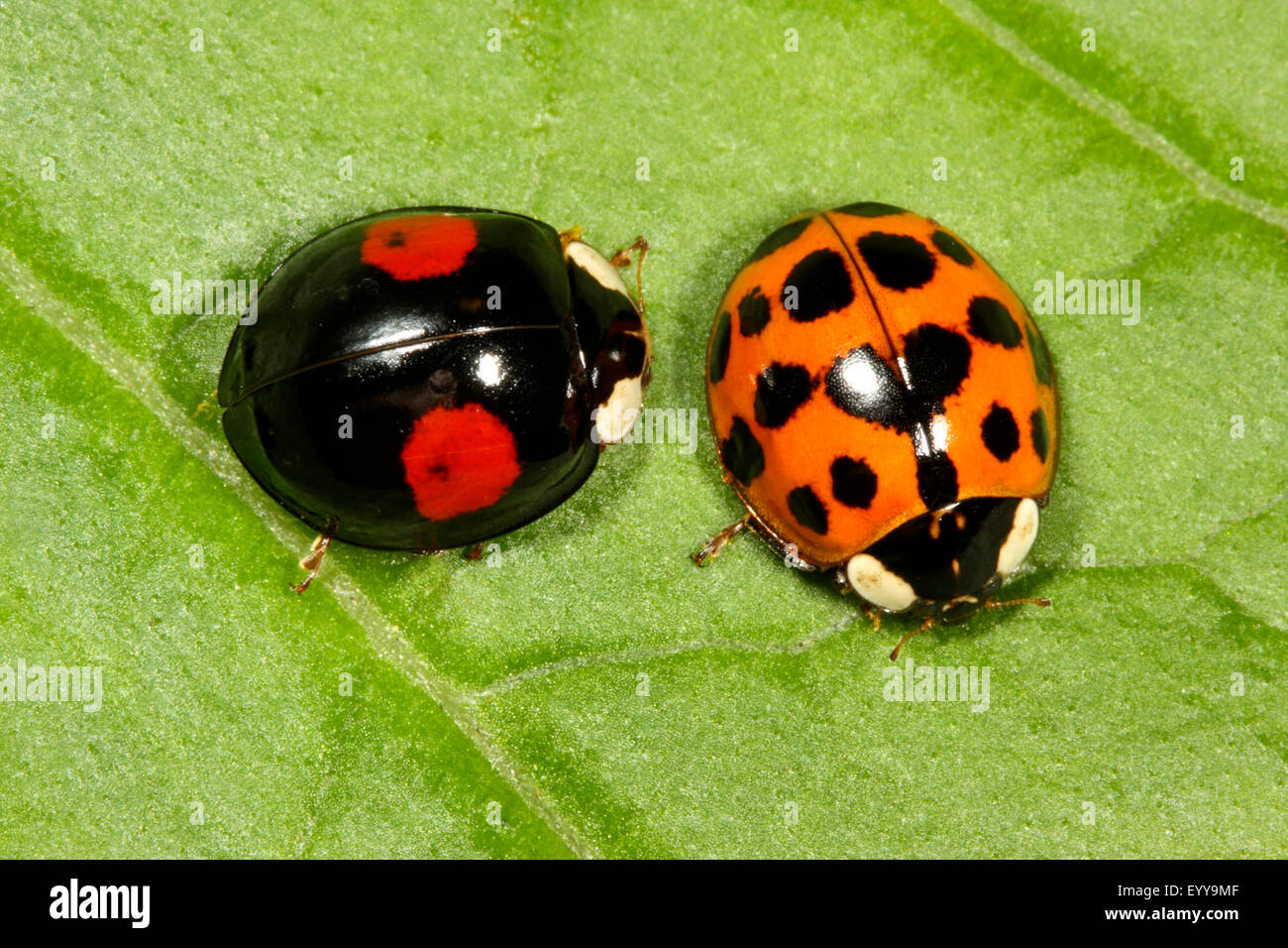 multicoloured Asian beetle (Harmonia axyridis), two colour morphs on a leaf, Germany Stock Photo