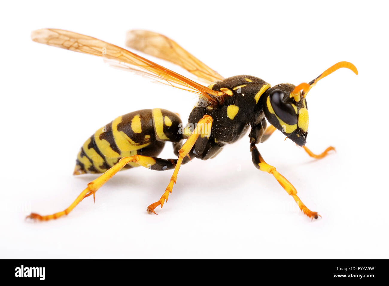 Paper wasp (Polistes gallicus, Polistes dominulus), cut-out, Austria Stock Photo