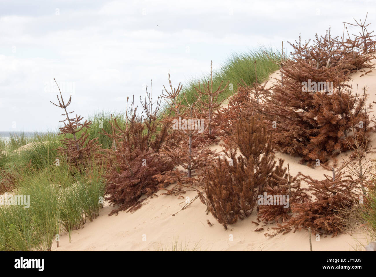 Formby beach near Southport , UK. Christmas trees used to protect sand