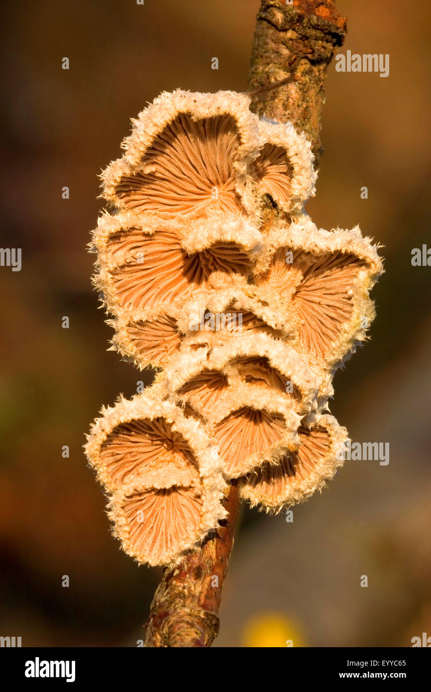 common porecrust (Schizophyllum commune), fruiting body at a branch, Germany Stock Photo