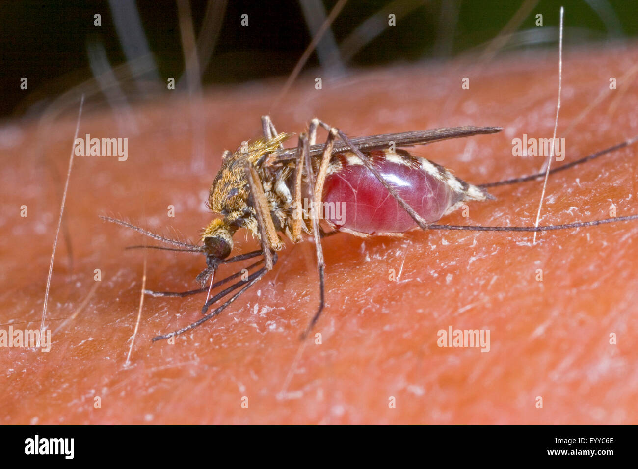 mosquito (Aedes spec.), blood-sucking female on human arm, Germany Stock Photo