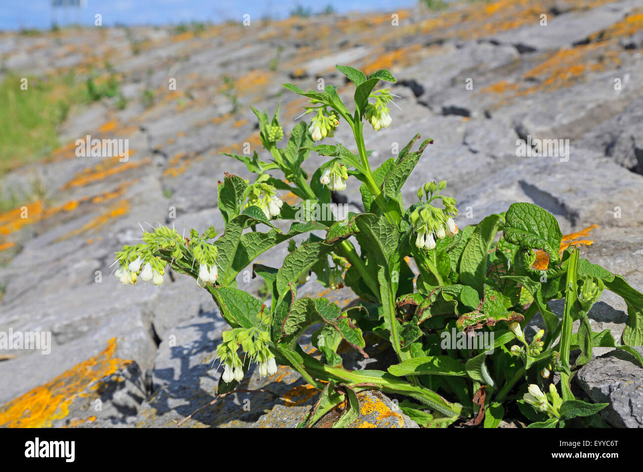 common comfrey (Symphytum officinale), plant with white blossoms, Netherlands, Frisia Stock Photo