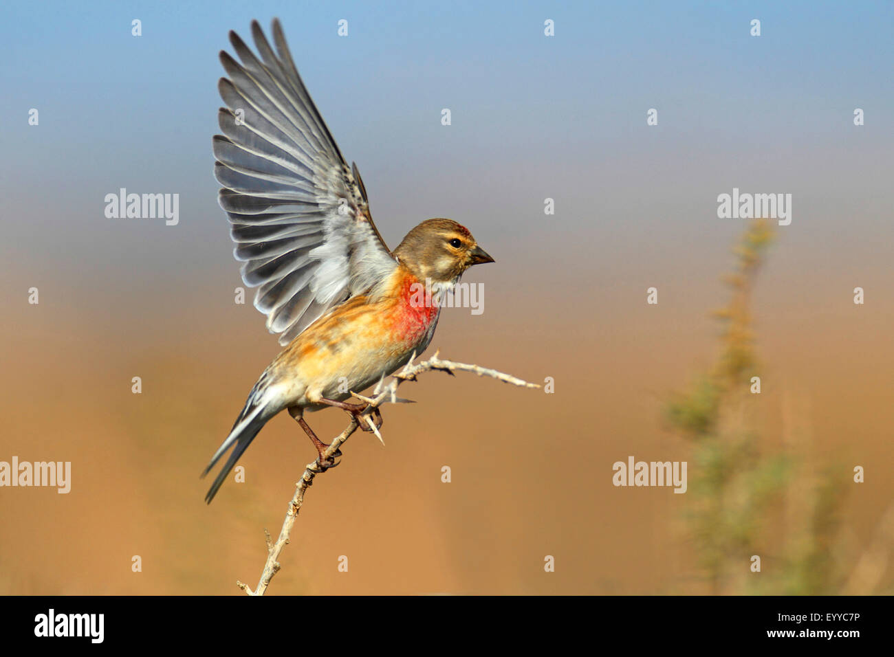 linnet (Carduelis cannabina, Acanthis cannabina), male starting from a branch, Canary Islands, Fuerteventura Stock Photo