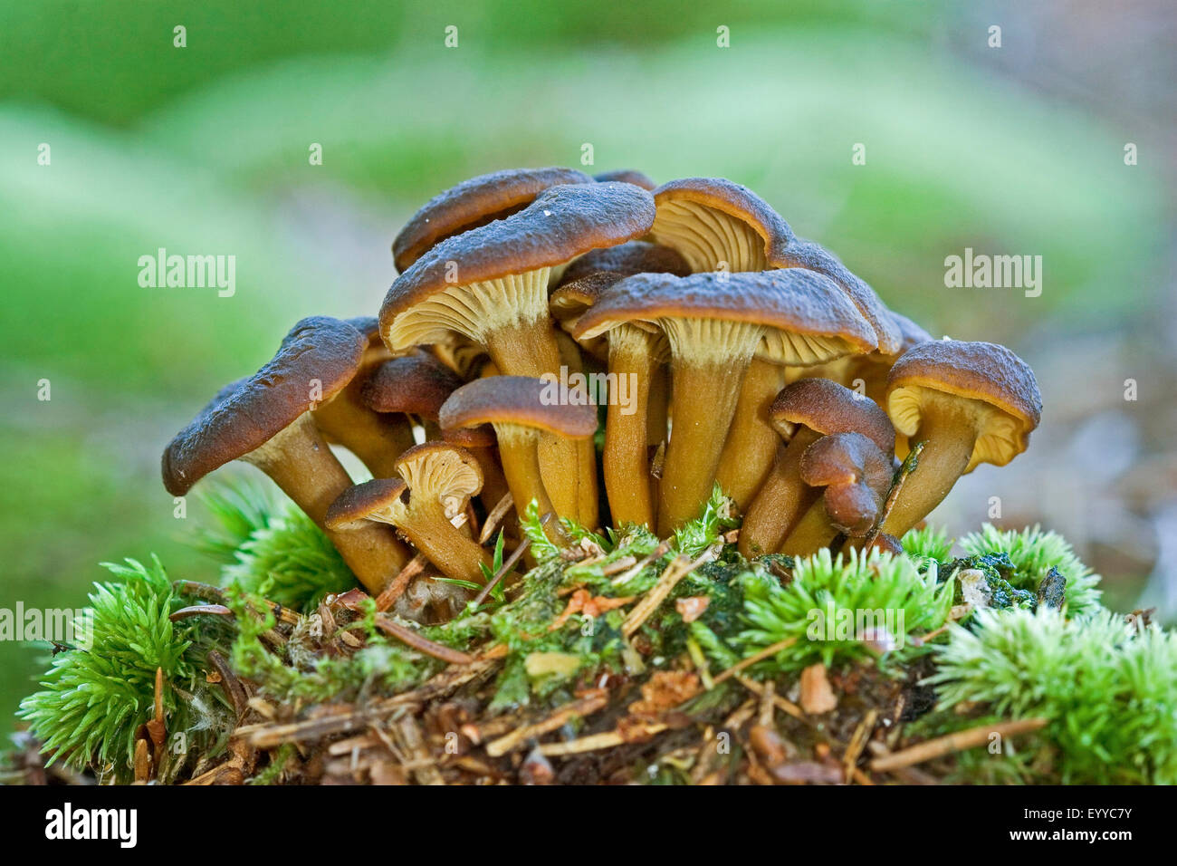 Yellowfoot chanterelle, Funnel chanterelle, Winter chanterelle