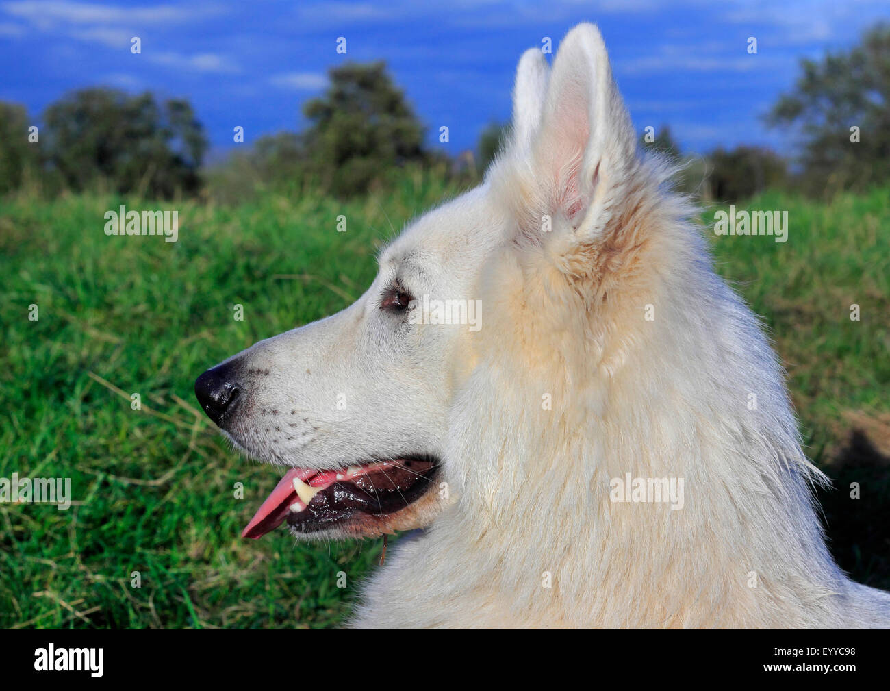 Berger Blanc Suisse (Canis lupus f. familiaris), portrait , Germany Stock Photo