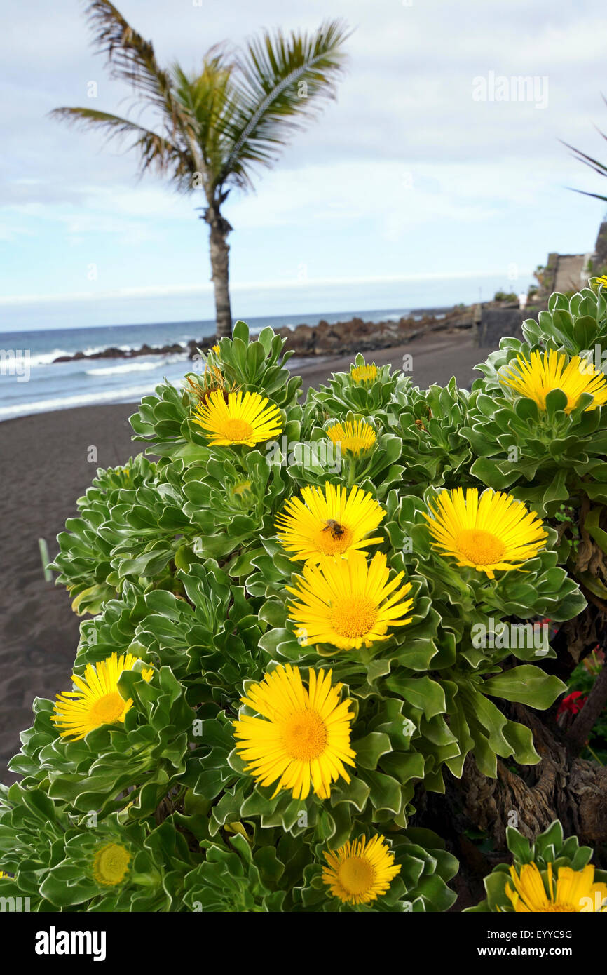 Nauplius (Nauplius sericeus, Asteriscus sericeus), blooming, Canary Islands, Tenerife, Puerto De La Cruz Stock Photo