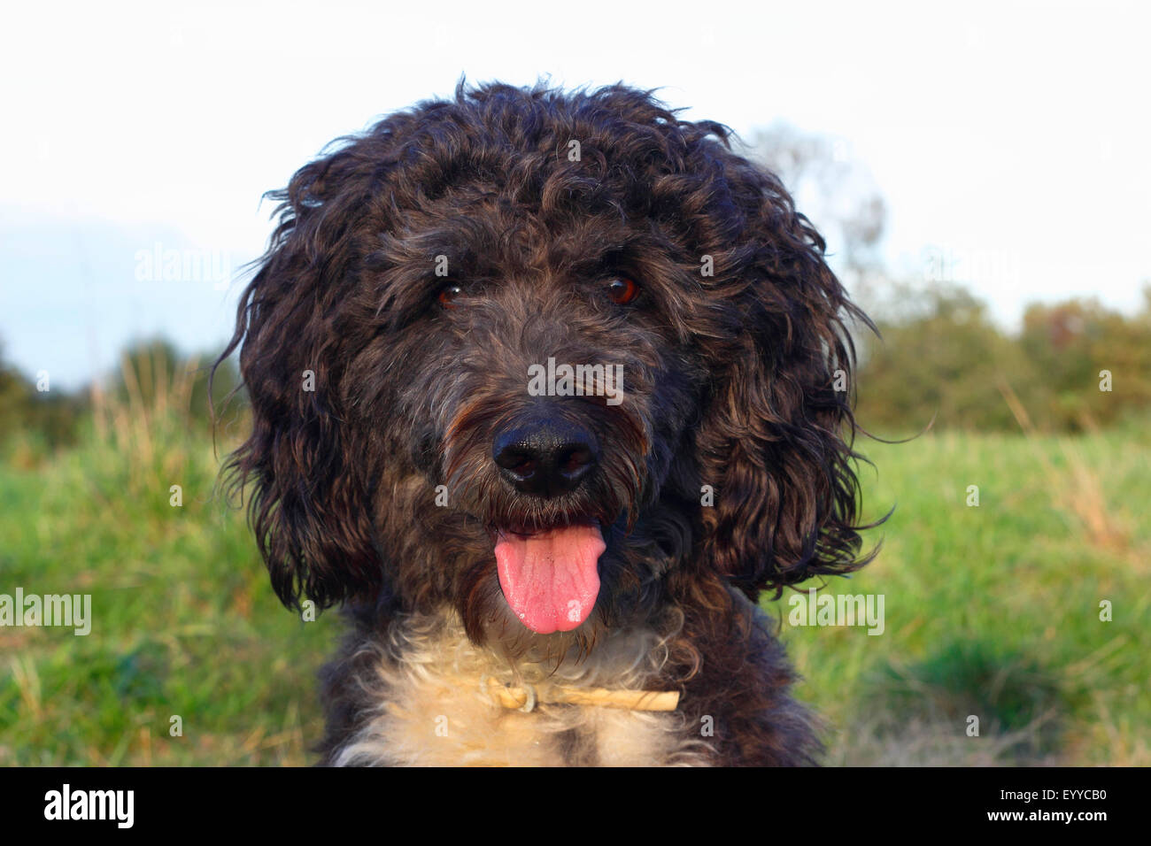 Aussiedoodle (Canis lupus f. familiaris), portrait of a three years old poodle Australian Shepherd mixed breed male dog, Germany Stock Photo