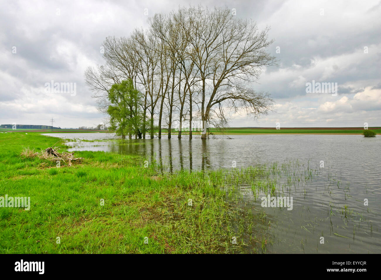 inundation area, Germany Stock Photo