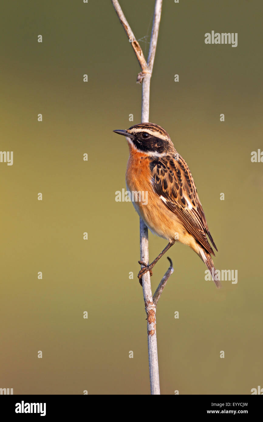 whinchat (Saxicola rubetra), male sitting at a stalk, Greece, Lesbos Stock Photo
