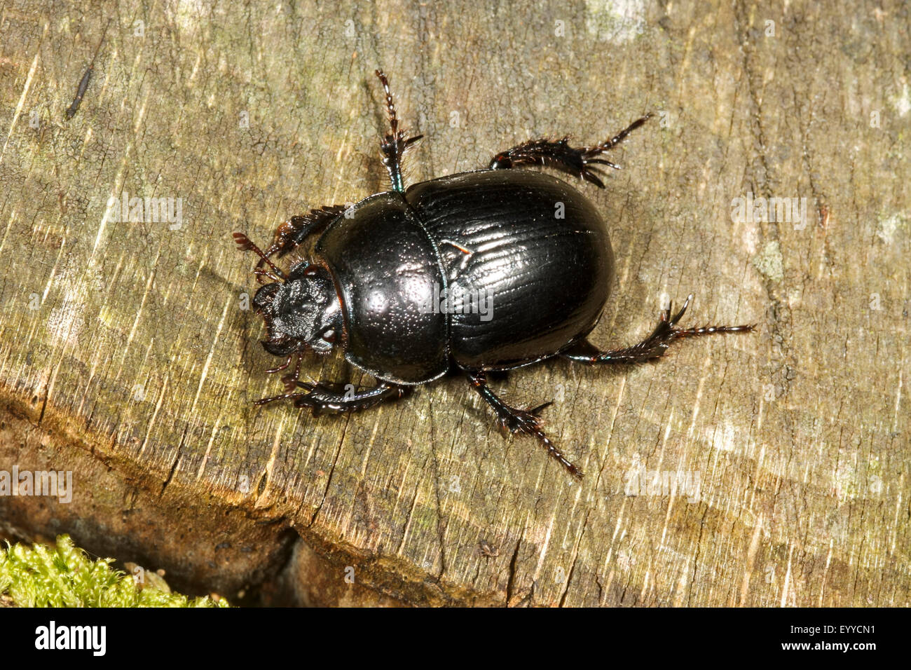 Common dor beetle (Anoplotrupes stercorosus, Geotrupes stercorosus), Common dor beetle on wood, Germany Stock Photo