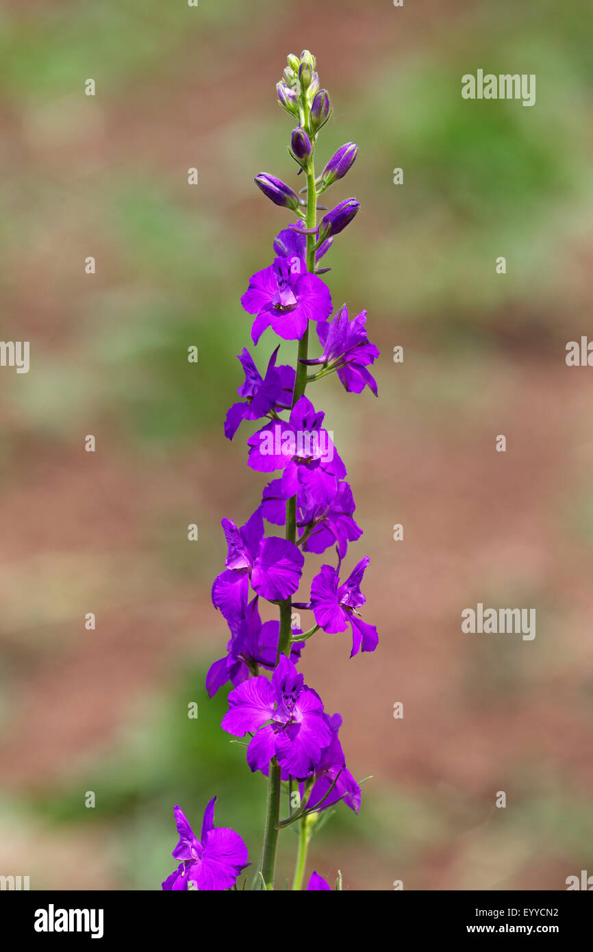 Doubtful knight's-spur, Larkspur, Annual Delphinium (Consolida ajacis, Delphinium ajacis), blossom, Bulgaria, Balchik Stock Photo