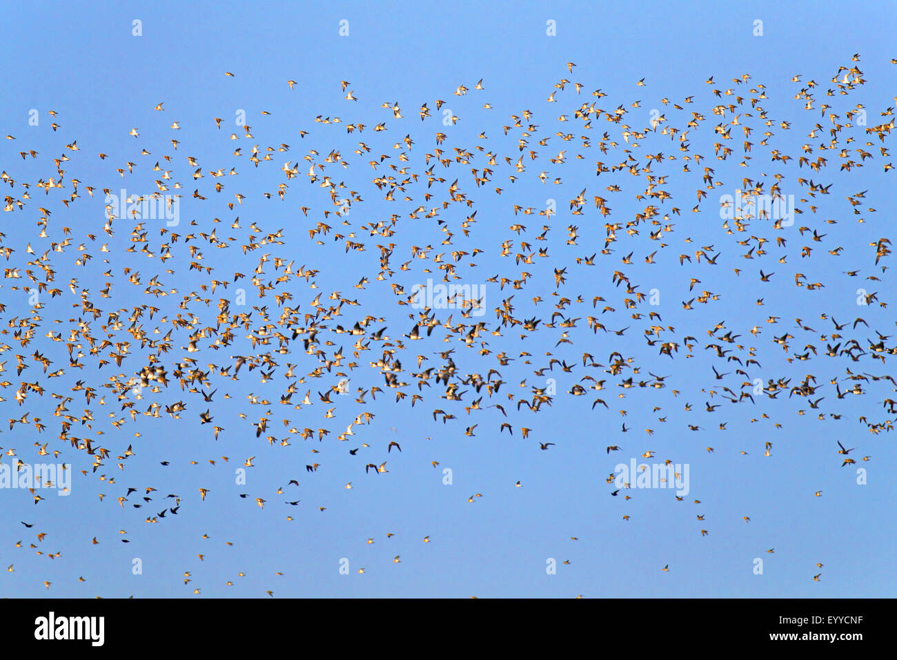 European golden plover (Pluvialis apricaria), flying flock, Netherlands, Frisia Stock Photo