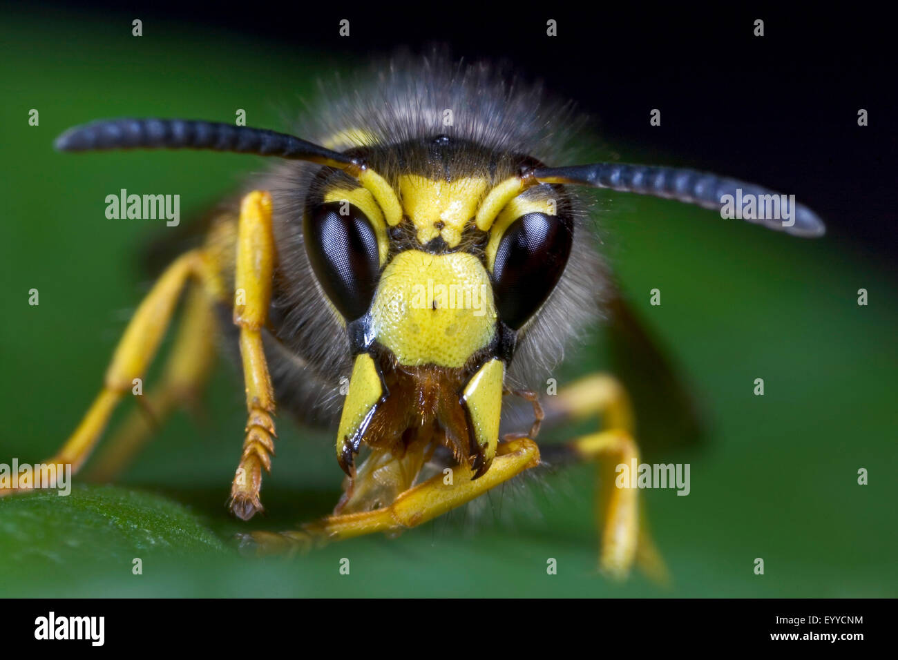 Tree wasp, Wood wasp (Dolichovespula sylvestris), portrait, Germany