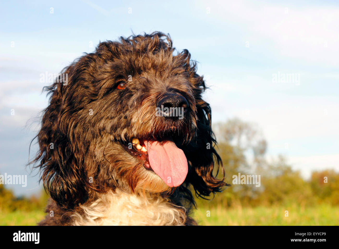 Aussiedoodle (Canis lupus f. familiaris), portrait of a three years old poodle Australian Shepherd mixed breed male dog, Germany Stock Photo