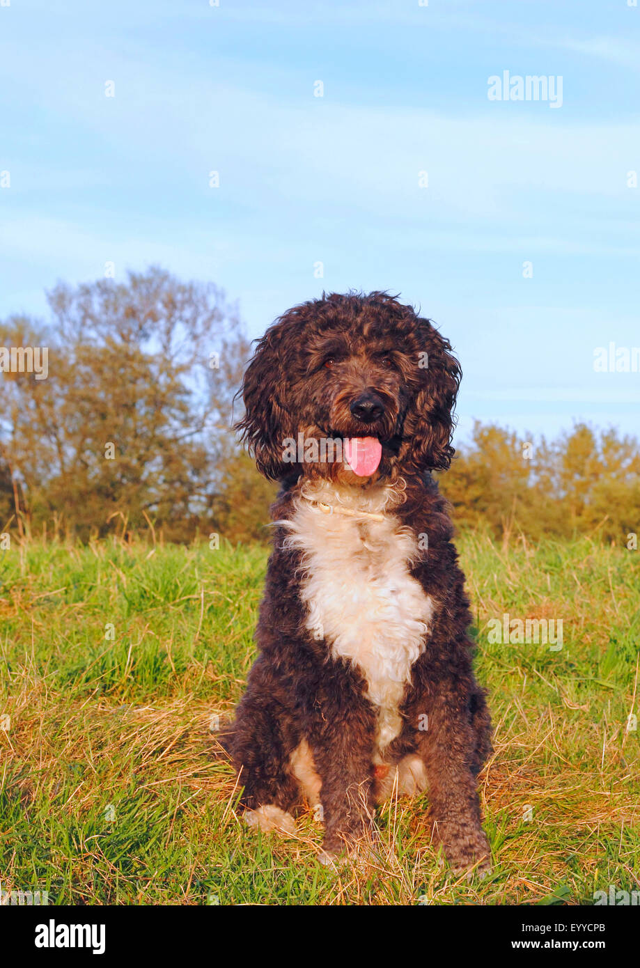 Aussiedoodle (Canis lupus f. familiaris), three years old poodle Australian  Shepherd mixed breed male dog sitting in a meadow, Germany Stock Photo -  Alamy