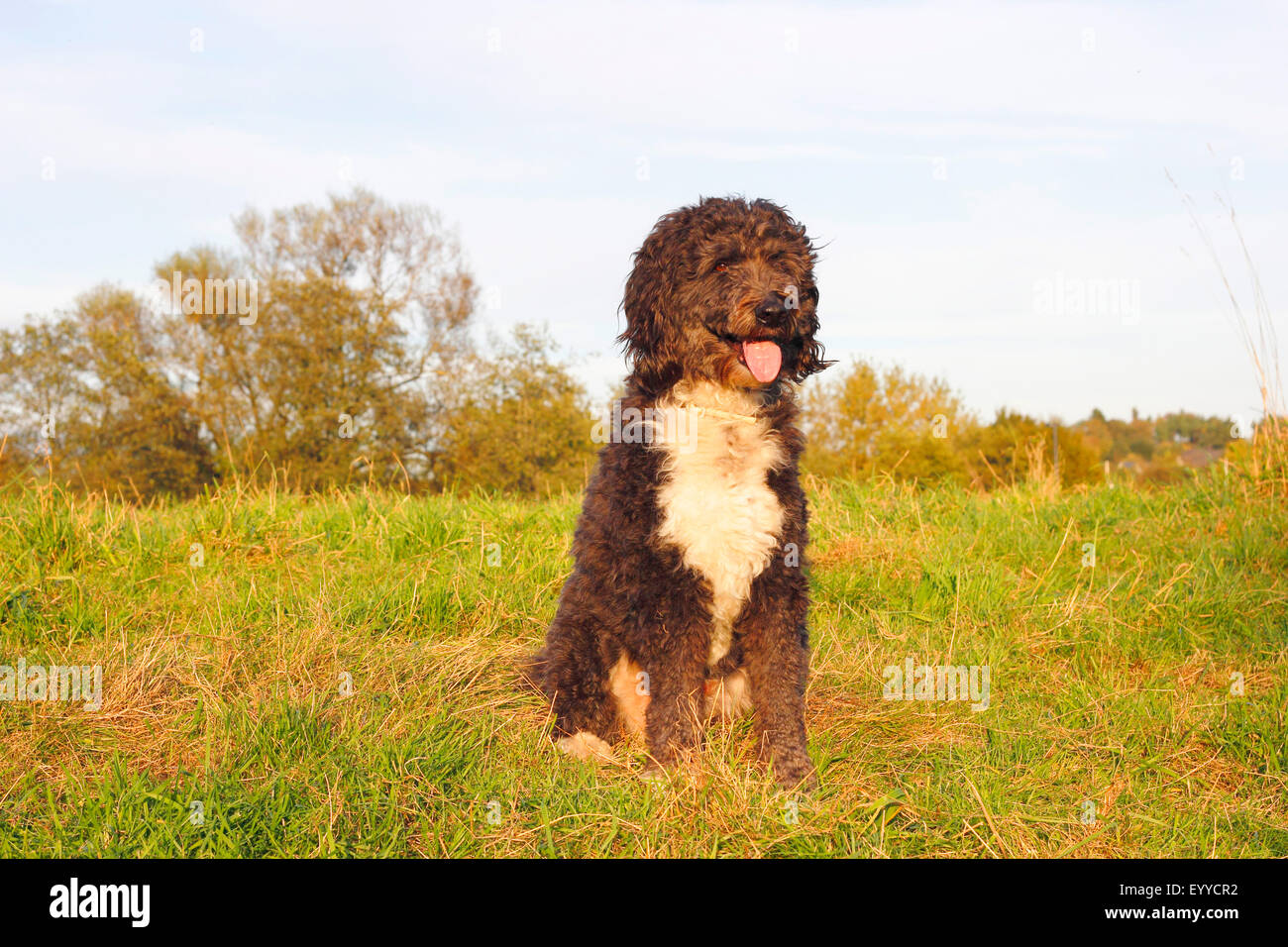 Aussiedoodles hi-res stock photography and images - Alamy