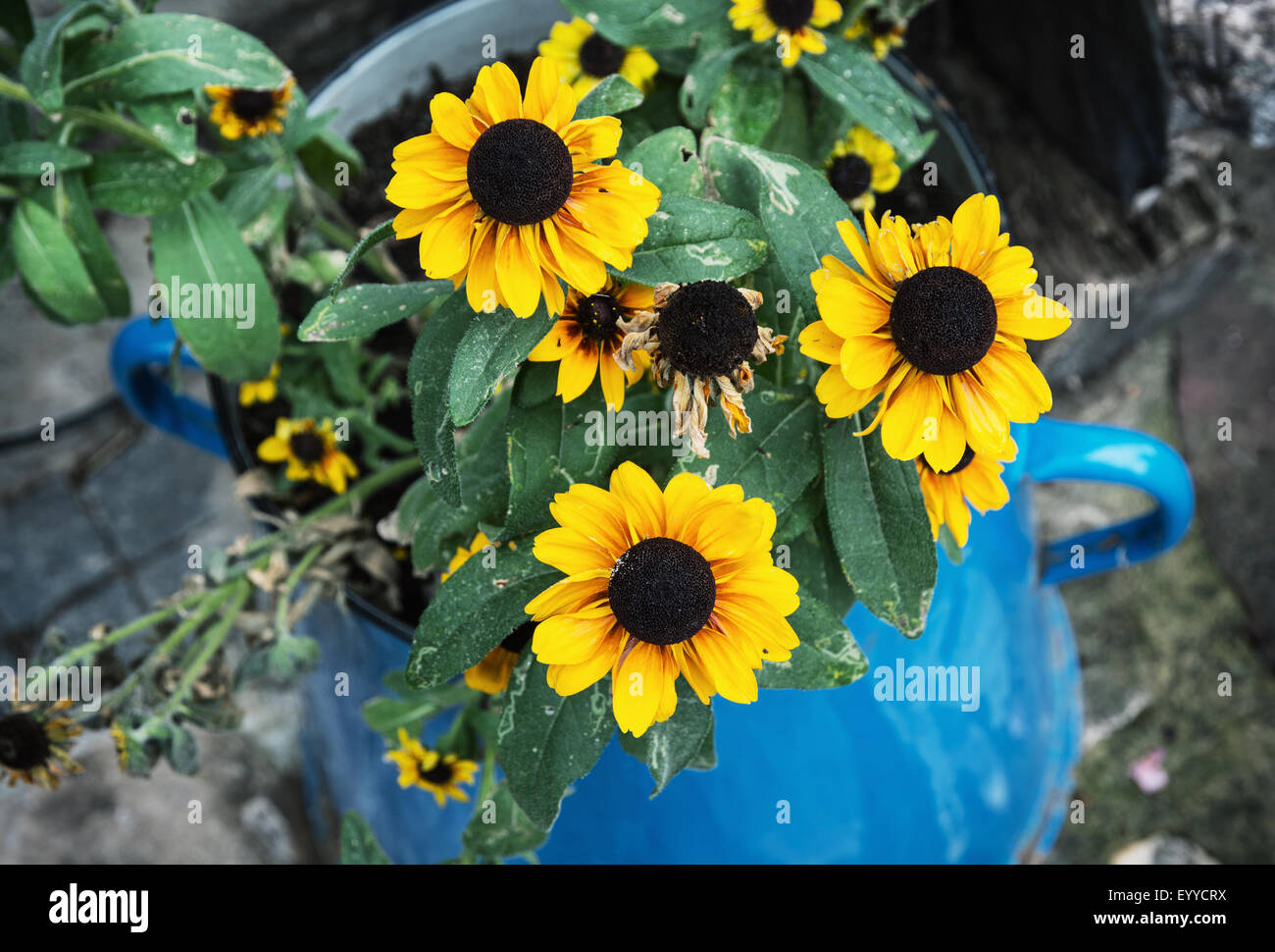 Yellow sunflowers in the metal blue pot. Summer natural theme Stock ...