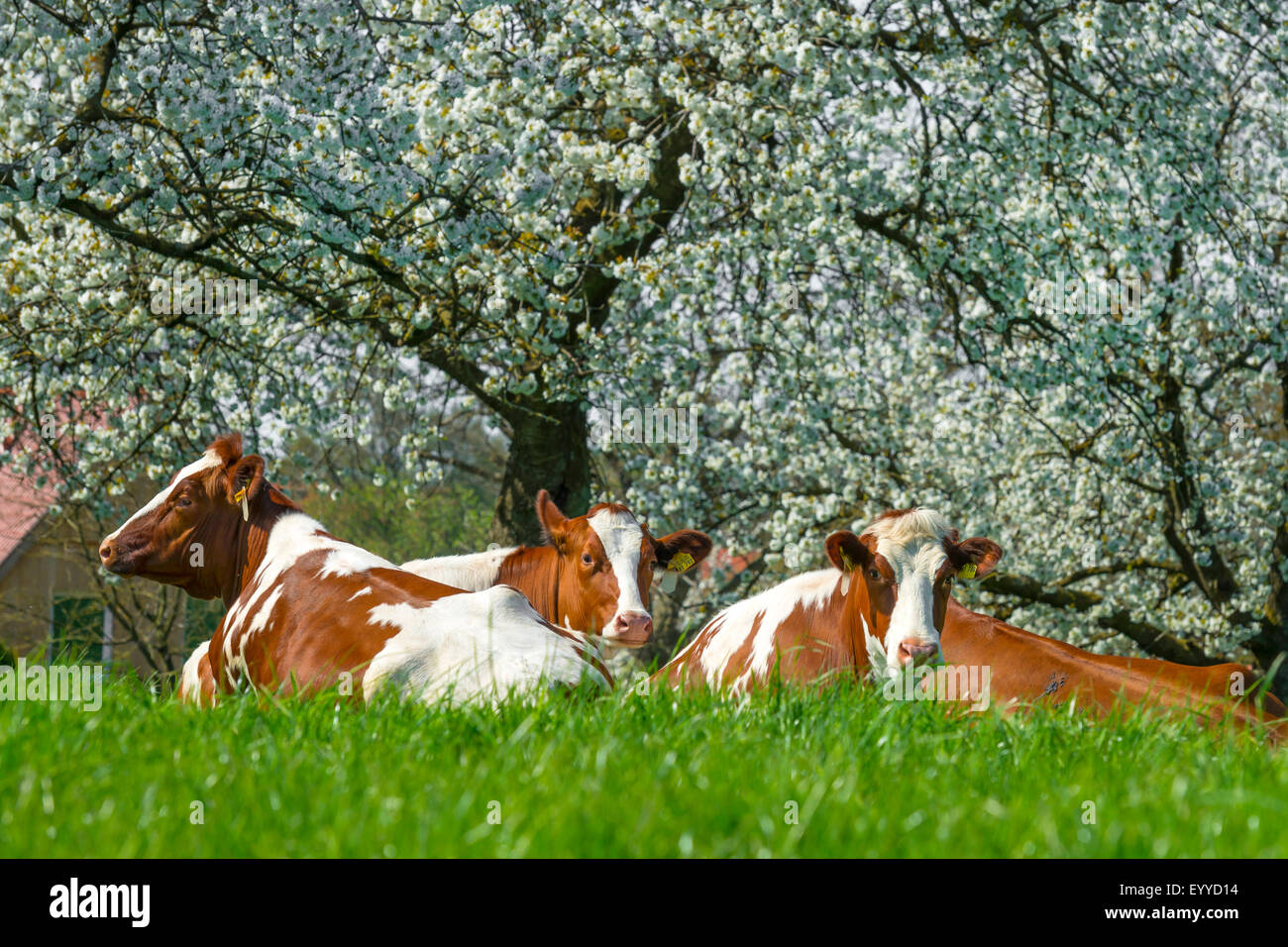 domestic cattle (Bos primigenius f. taurus), cows ruminating on grass