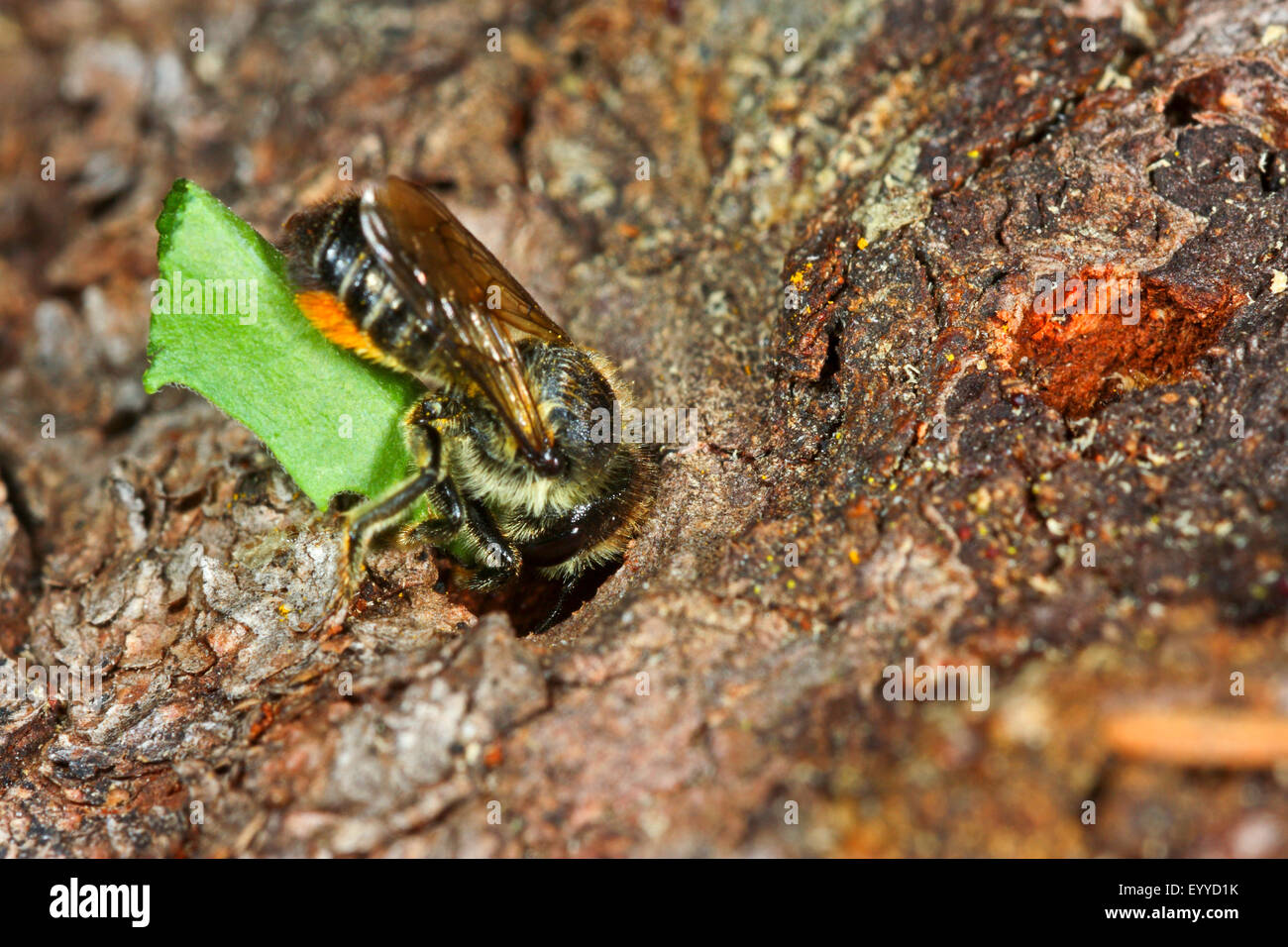 Leafcutter bee (Megachile lapponica), brings a piece of leaf in its nest, Germany Stock Photo