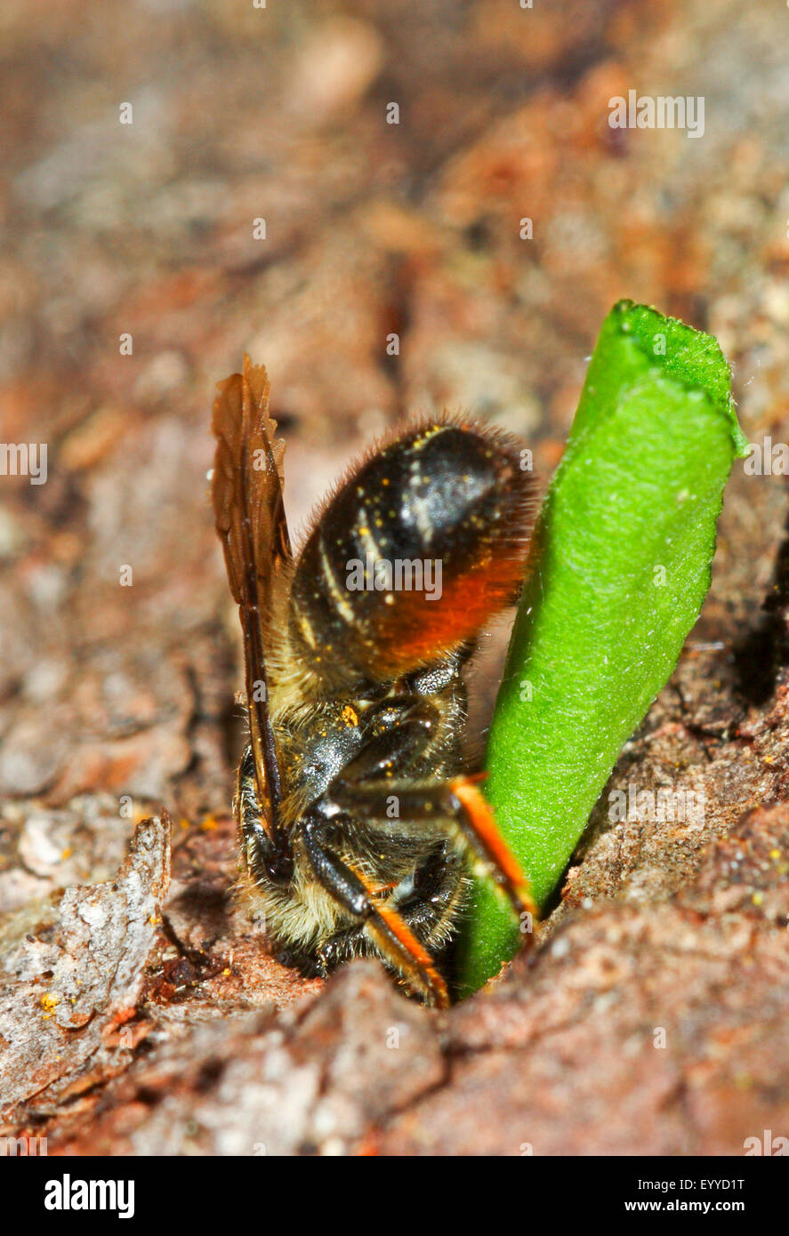 Leafcutter bee (Megachile lapponica), brings a piece of leaf in its nest, Germany Stock Photo