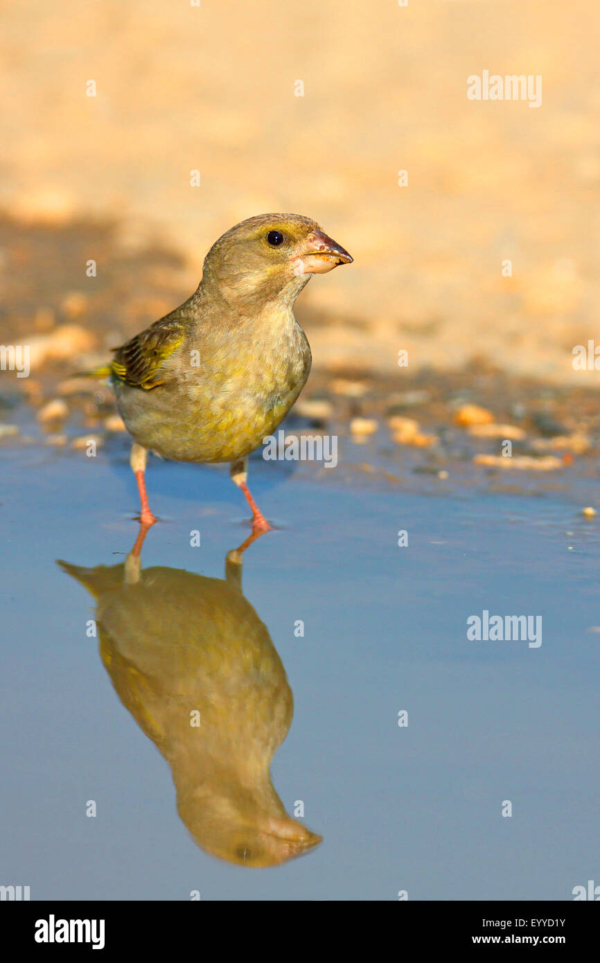 western greenfinch (Carduelis chloris), female stands in shallow water, mirror image, Bulgaria, Kaliakra Stock Photo