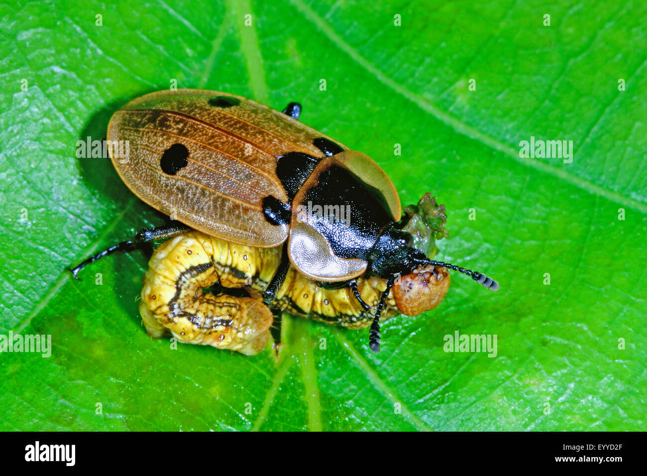 Four-spotted burying beetle (Xylodrepa quadrimaculata, Dendroxena quadrimaculata), with caught caterpillar, Germany Stock Photo