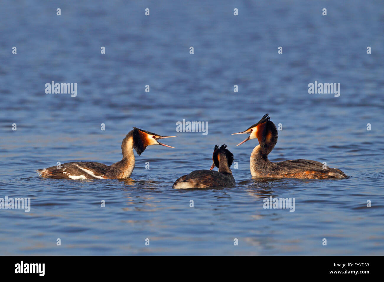 great crested grebe (Podiceps cristatus), territorial fight of  males, Netherlands, Frisia Stock Photo