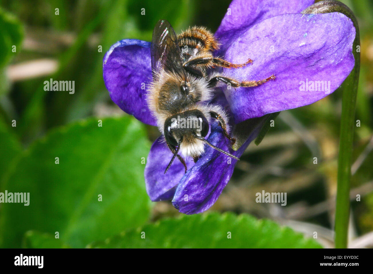 Bicoloured mason bee, Mason bee (Osmia bicolor), on a viola flower, Germany Stock Photo