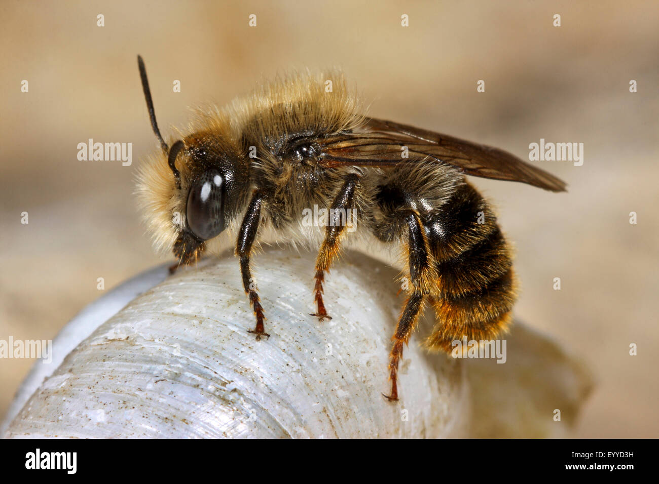 Bicoloured mason bee, Mason bee (Osmia bicolor), on a snail shell, Germany Stock Photo