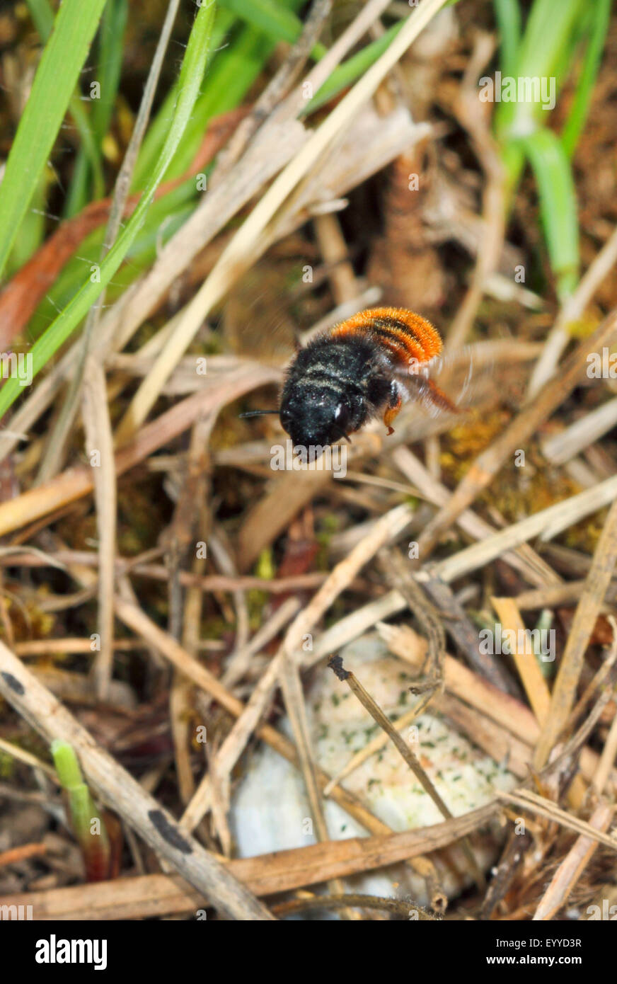 Bicoloured mason bee, Mason bee (Osmia bicolor), flying, Germany Stock Photo