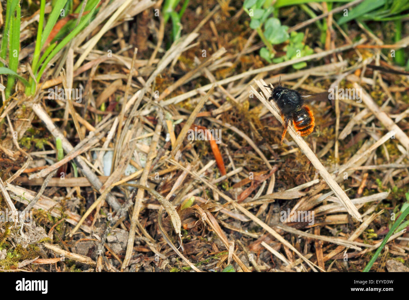 Bicoloured mason bee, Mason bee (Osmia bicolor), on a blade of grass, Germany Stock Photo