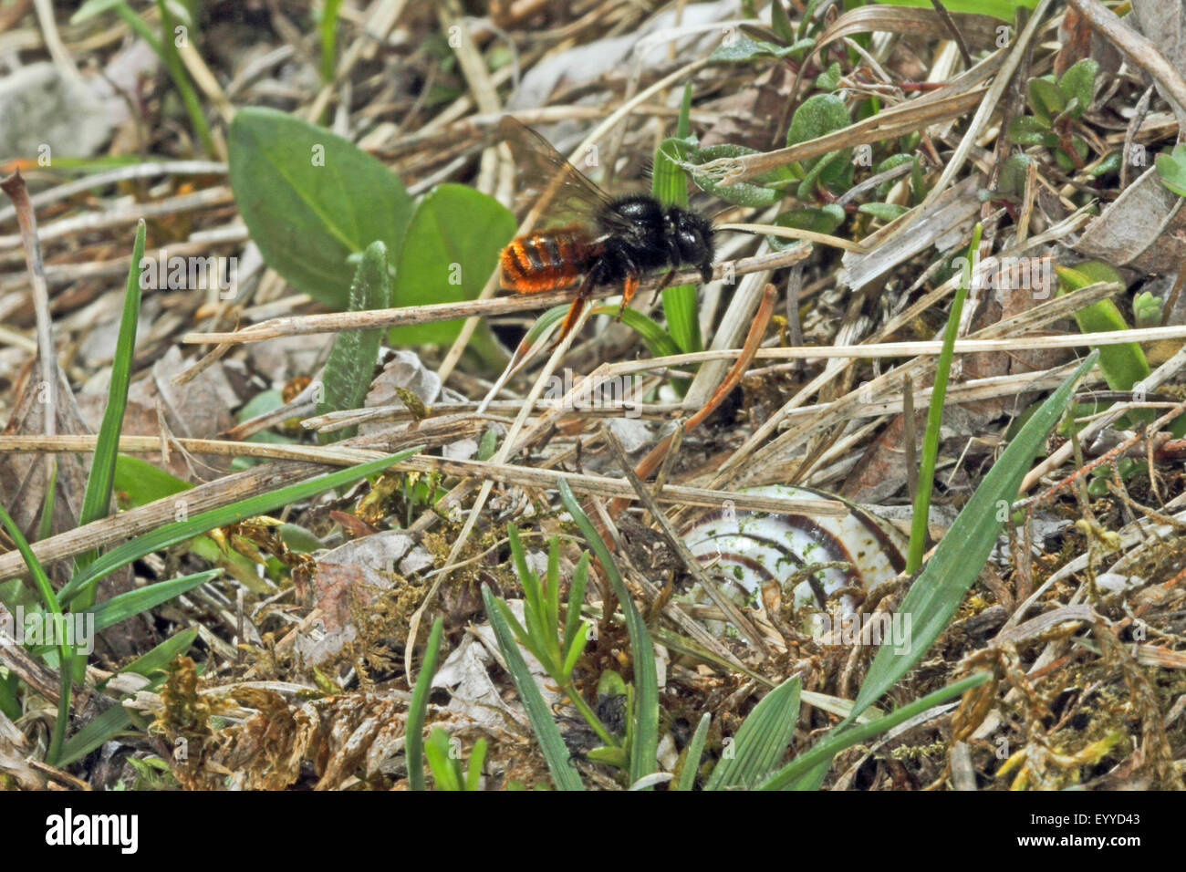 Bicoloured mason bee, Mason bee (Osmia bicolor), on a blade of grass, Germany Stock Photo