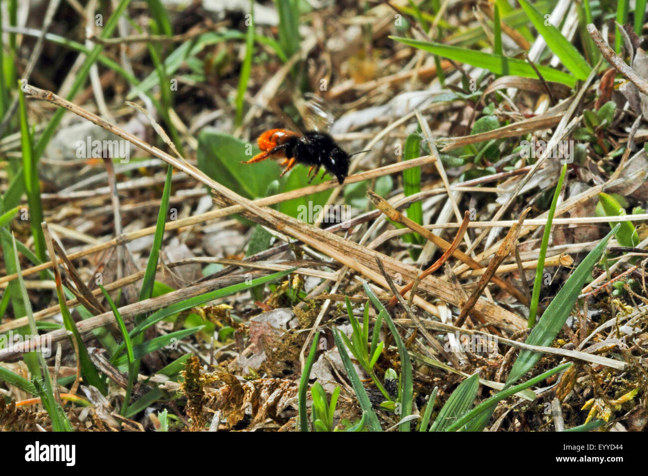 Bicoloured mason bee, Mason bee (Osmia bicolor), in flight, Germany Stock Photo