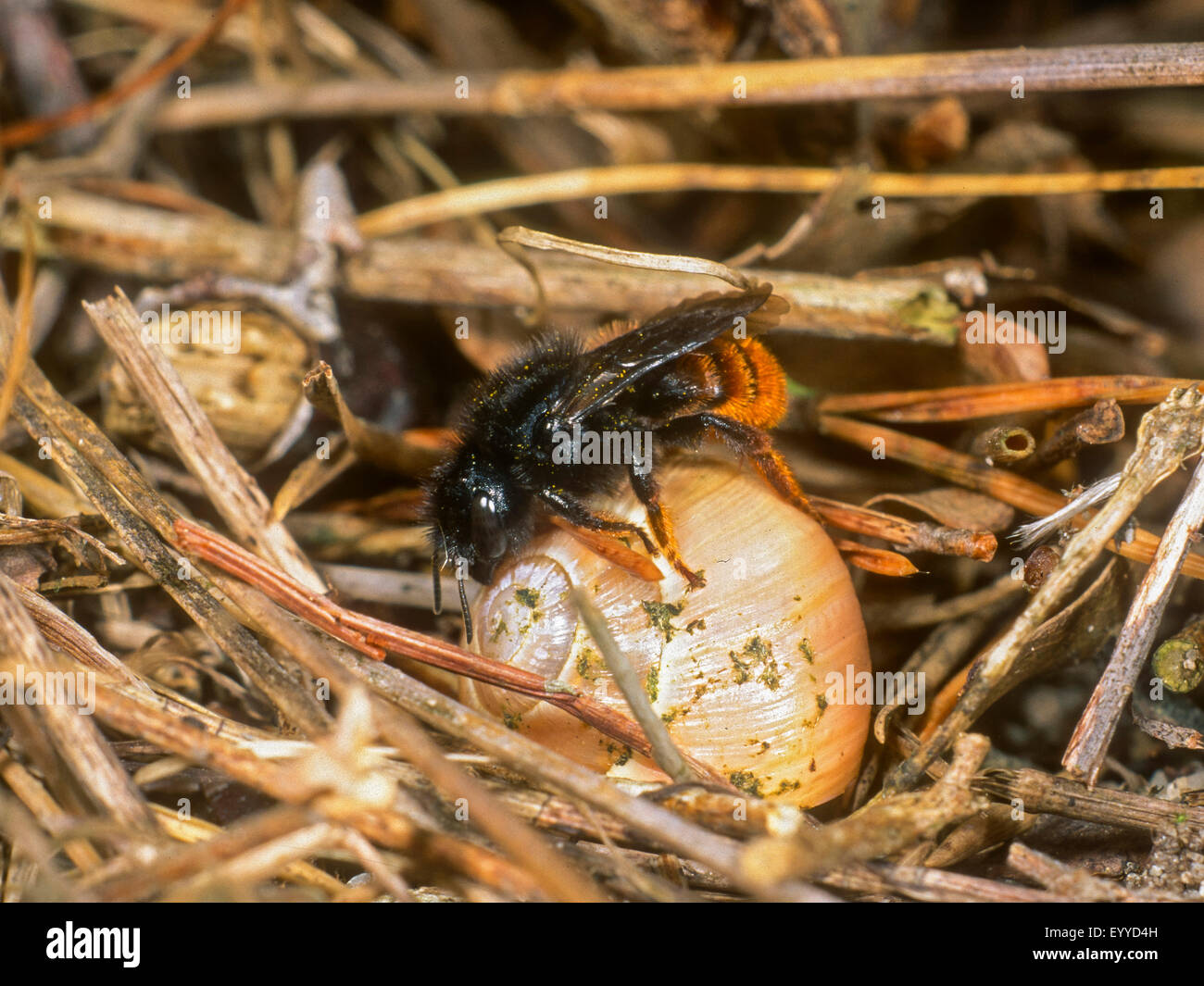 Bicoloured mason bee (Osmia bicolor), female lays pine needles on the snail shell (nest building), Germany Stock Photo