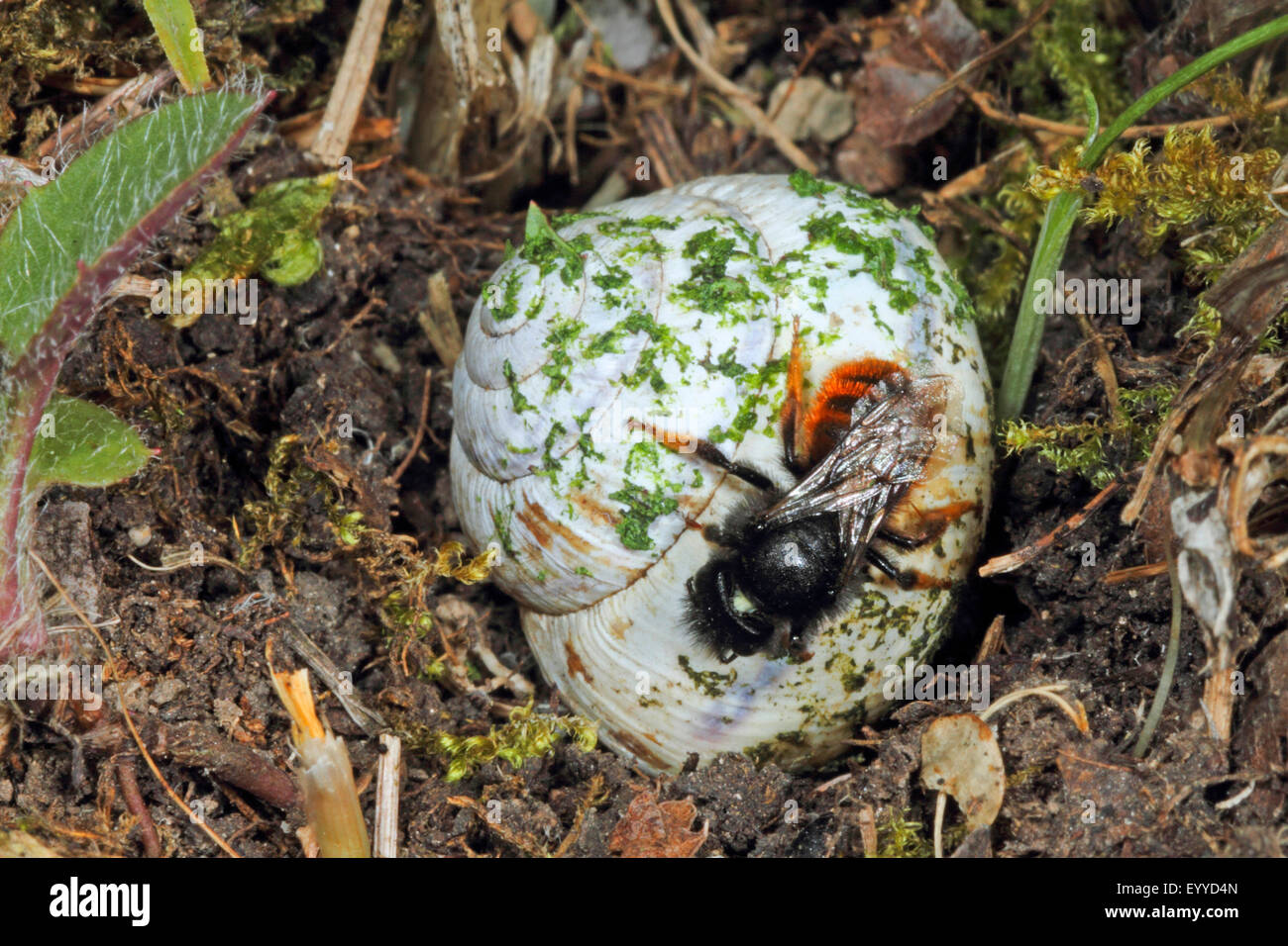 Bicoloured mason bee, Mason bee (Osmia bicolor), on a snail shell