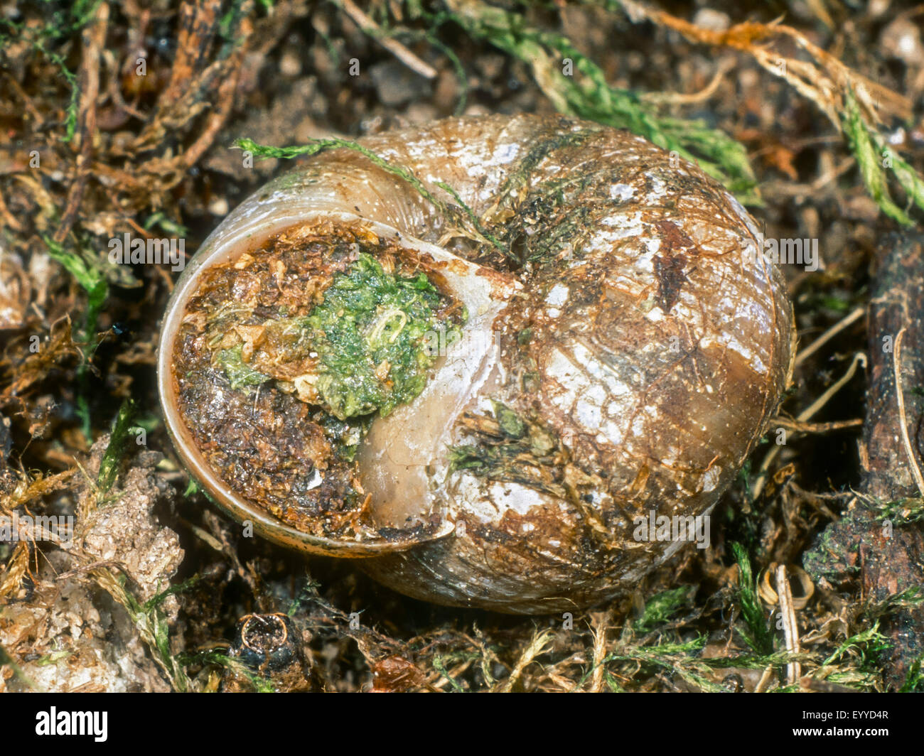 Bicoloured mason bee (Osmia bicolor), closed nest in snail shell (nest building), Germany Stock Photo