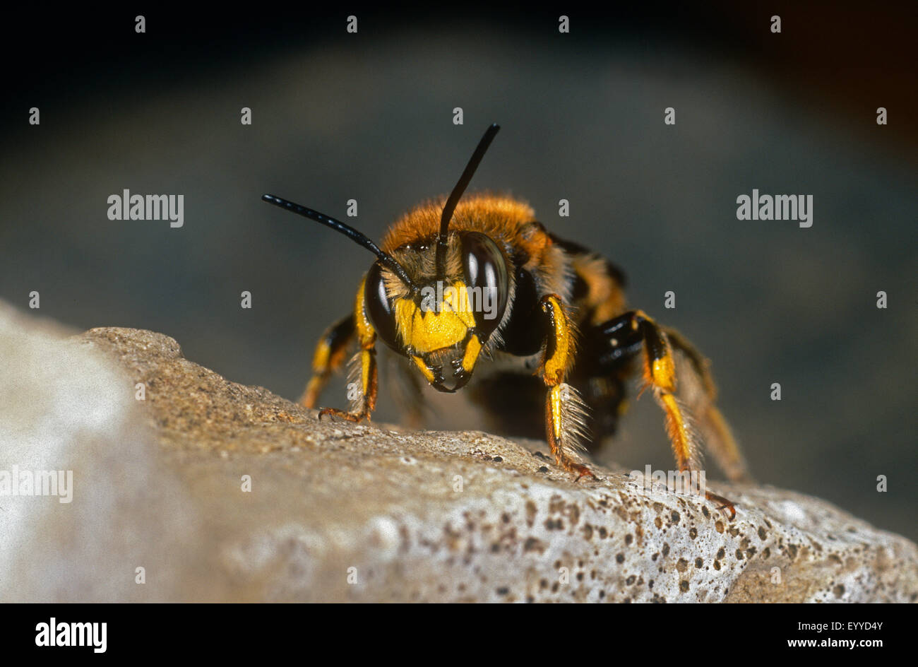wool carder bee (Anthidium manicatum), male sitting on a stone, Germany Stock Photo