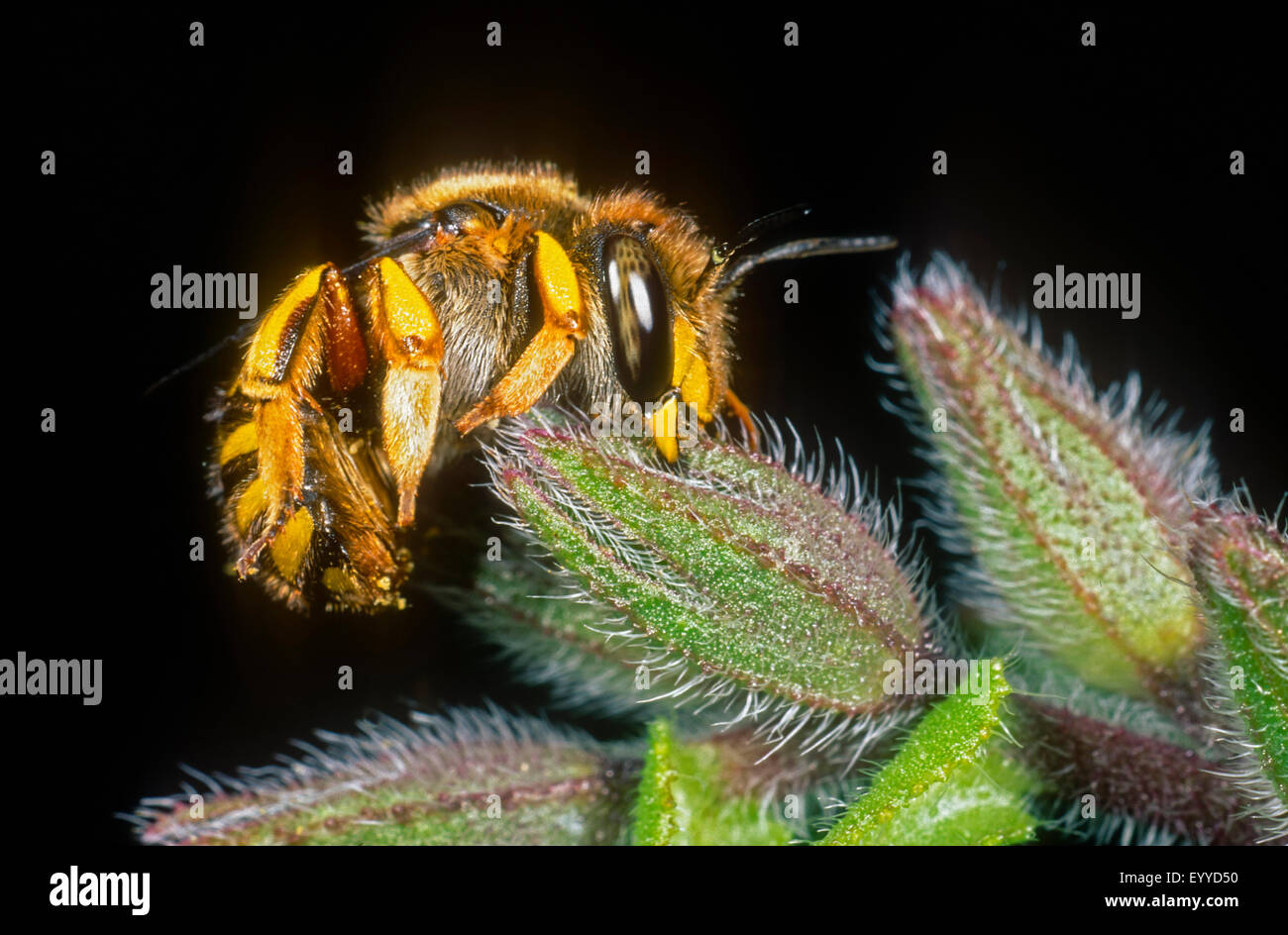 wool carder bee (Anthidium manicatum), female sleeping on Anchusa officinalis, Germany Stock Photo
