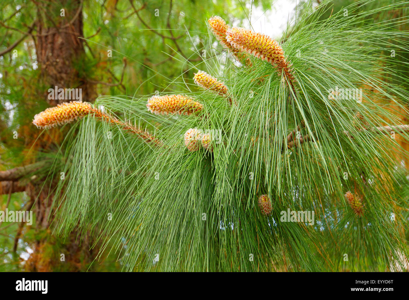 Canary pine (Pinus canariensis), young cones on a branch, Canary Islands, Tenerife Stock Photo