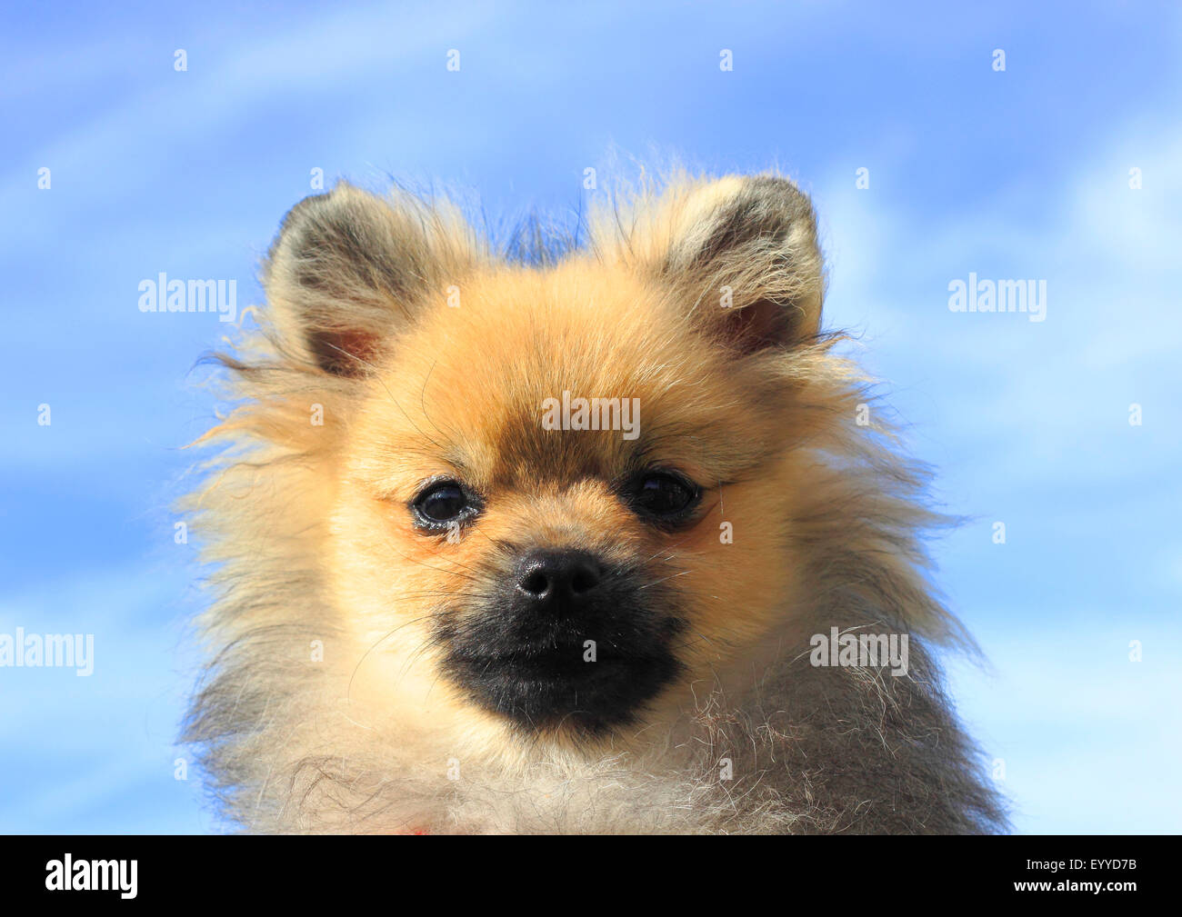 Pomeranian (Canis lupus f. familiaris), portrait of a five years old male dog, Germany Stock Photo