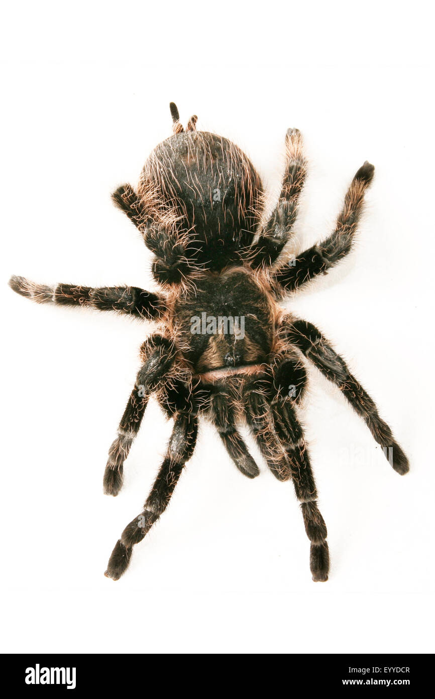 bid spider (Theraphosidae), cut-out Stock Photo