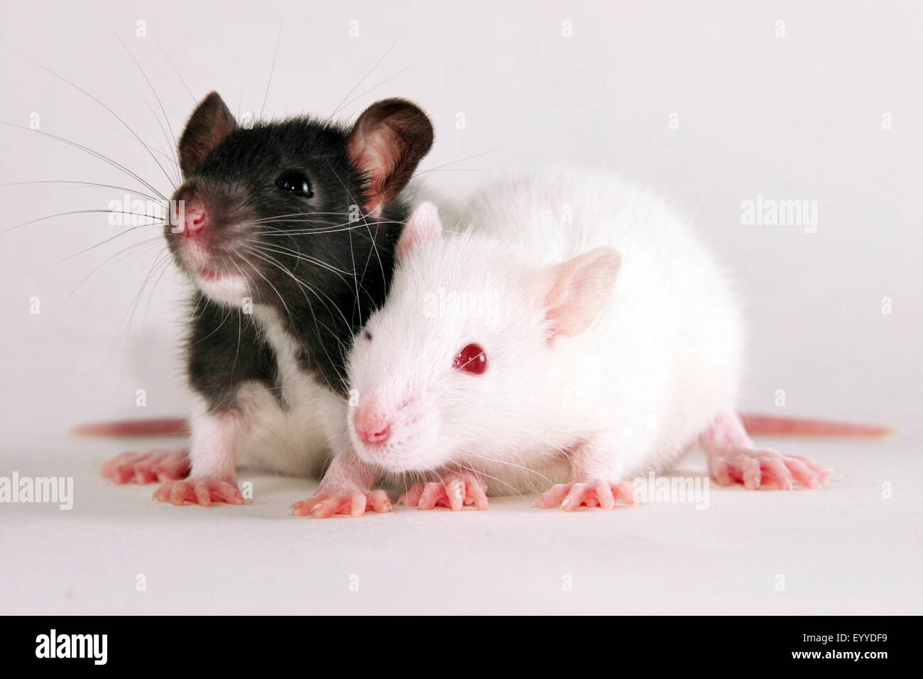 rats (Rattus spec.), two young rats Stock Photo