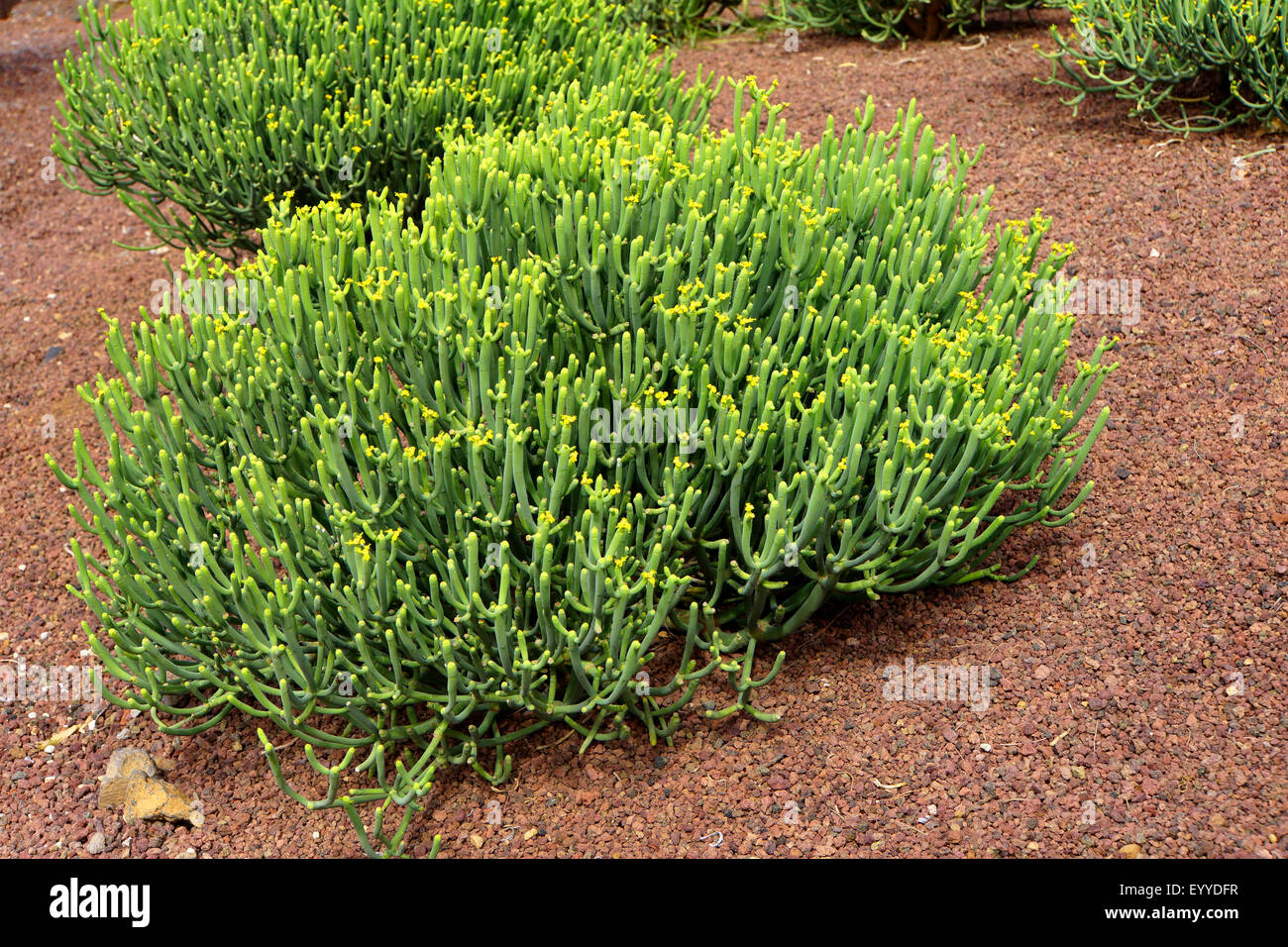 Leafless spurge (Euphorbia aphylla), blooming, Canary Islands, Tenerife, Gueimar Stock Photo
