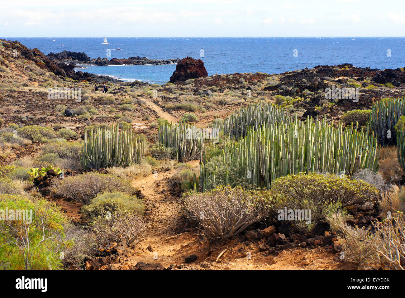 typical vegation in the South of Tenerife, Canary Islands, Tenerife, Las Galletas Stock Photo