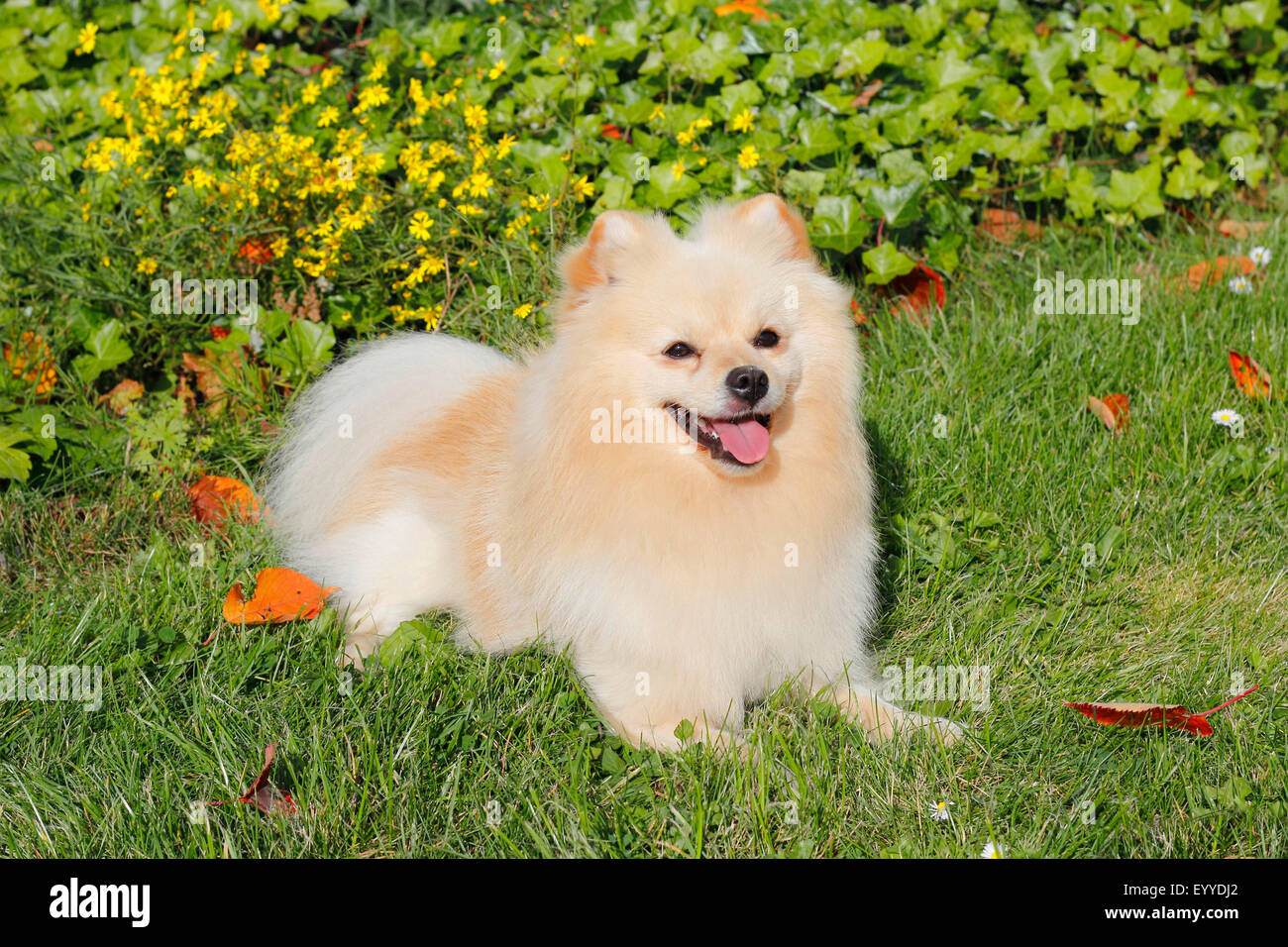 Miniature Spitz (Canis lupus f. familiaris), two years old male dog lying in a meadow, Germany Stock Photo
